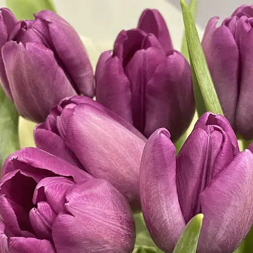 Букет из 11 фиолетовых тюльпанов