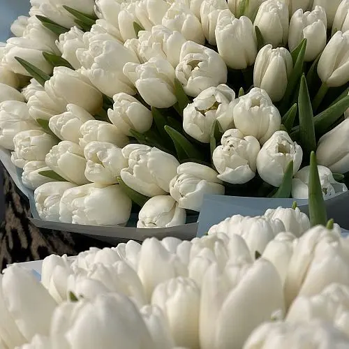 Букет из 35 белых тюльпанов