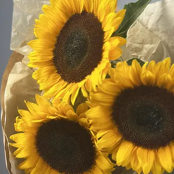 Солнечный букет из 3 подсолнухов