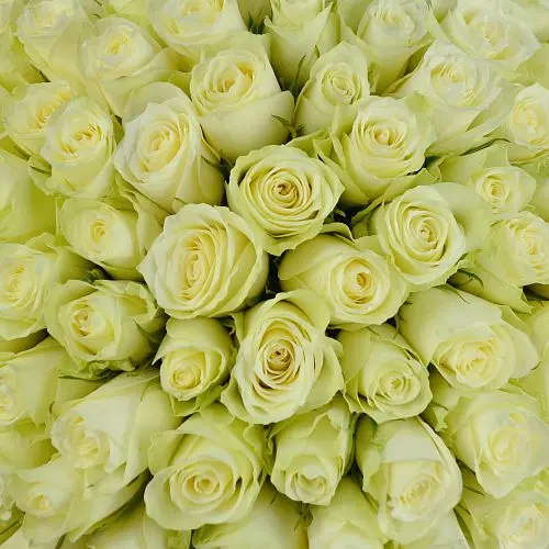 Букет из 101 белой розы 40см (Кения)