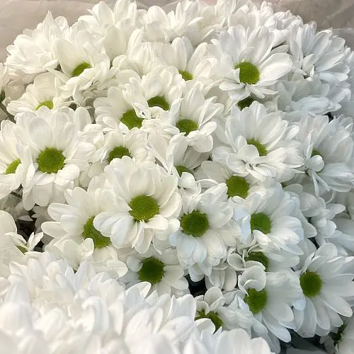 Букет из 15 белых кустовых хризантем Bacardi