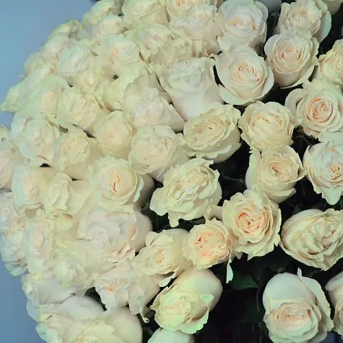 Букет из 15 белых роз Mondial 50см