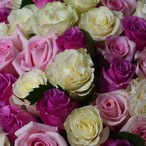 Букет из 51 розы в розовых тонах