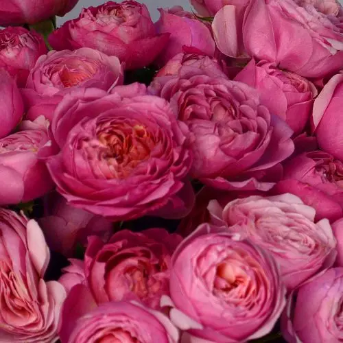 Букет из 7 кустовых пионовидных роз Juliet Cerise