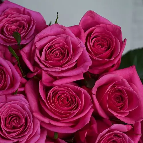 Букет из 15 ярко-розовых роз 60см (Россия)