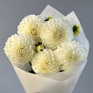 Букет из 5 белых георгинов