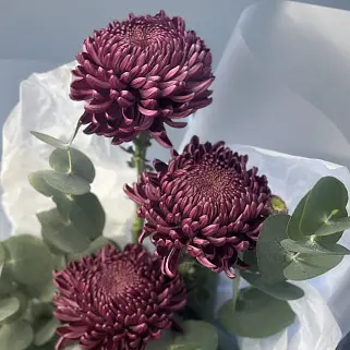 Букет из 3 хризантем Bigoudi