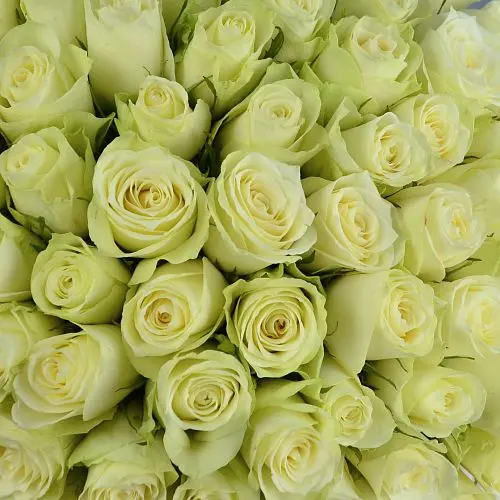 Букет из 101 белой розы 40см (Кения)