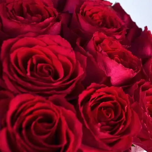Букет в шляпной коробке из 35 ярко-розовых роз (Кения)