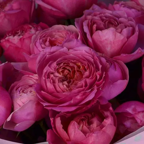 Букет из 5 кустовых пионовидных роз Juliet Cerise