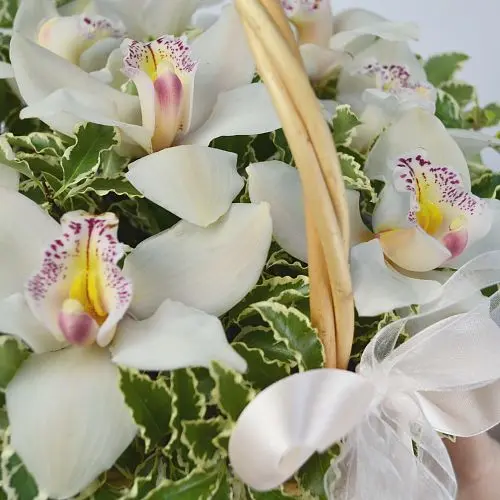 Корзина с орхидеями Complement