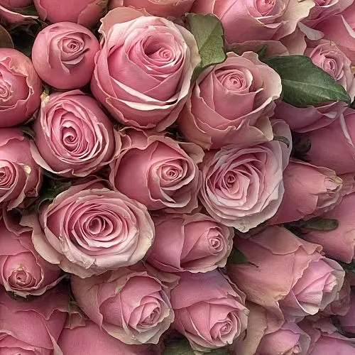 Букет из 35 розовых роз 50см (Кения)