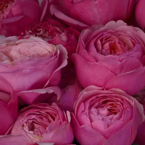 Букет из 7 кустовых пионовидных роз Juliet Cerise