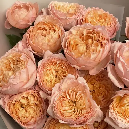 Букет из 15 кустовых пионовидных роз Juliet
