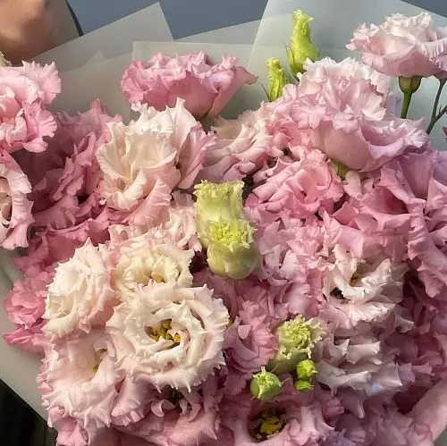 Букет из 15 розовых эустом