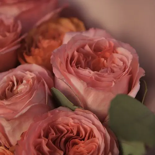 Букет пионовидных роз Kahala и Pink expression