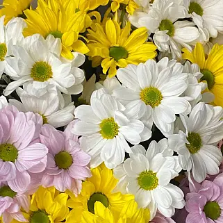 Букет из 9 кустовых хризантем (микс)