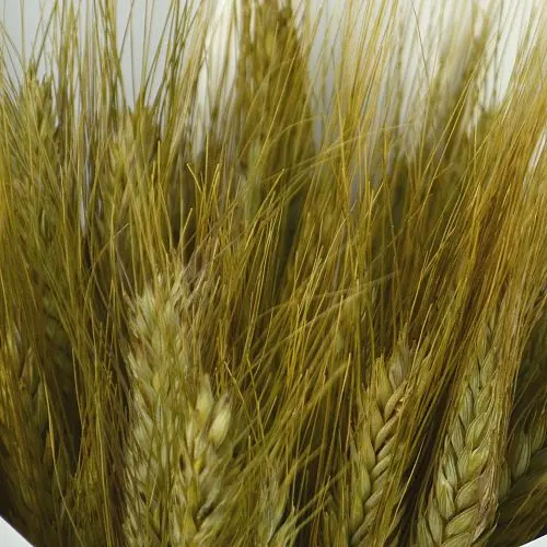 Букет колосков пшеницы