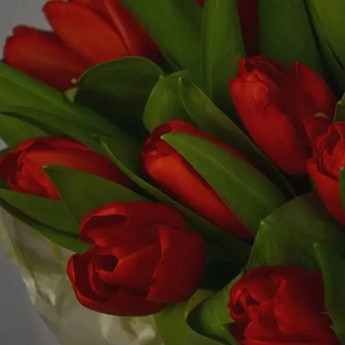 Букет из 25 красных тюльпанов в шляпной коробке