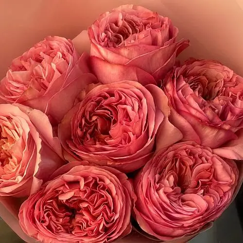 Букет пионовидных роз Pink Expression XS