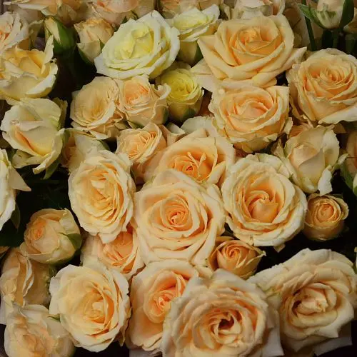 Букет из 25 желтых кустовых роз