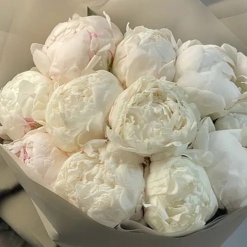 Букет из 15 белых пионов купить с доставкой по СПб | Премиум букеты  недорого в интернет-магазине цветов Флористка Кэт