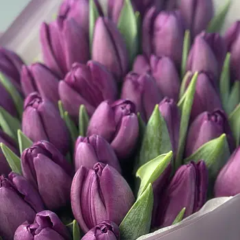 Букет из 35 фиолетовых тюльпанов