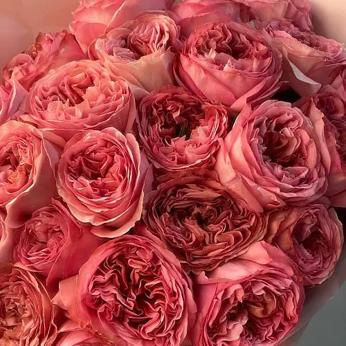 Букет пионовидных роз Pink Expression XL