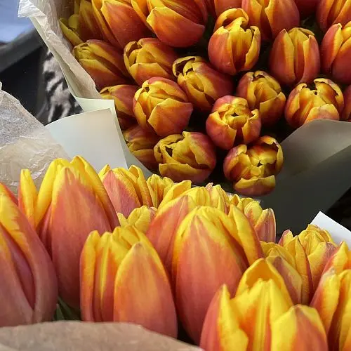 Букет из 25 красно-желтых тюльпанов