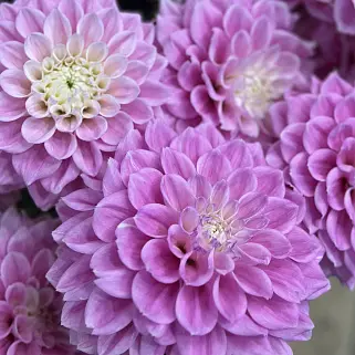 Букет из 5 ярко-розовых георгинов