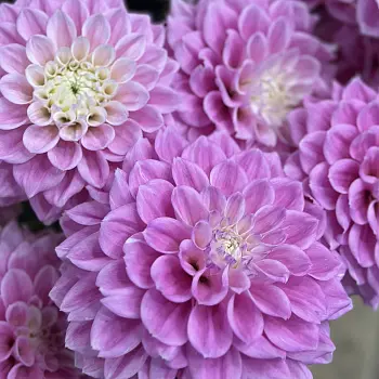 Букет из 5 ярко-розовых георгинов