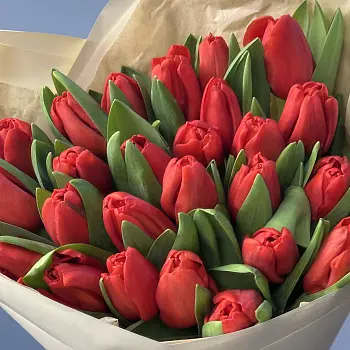 Букет из 35 красных тюльпанов