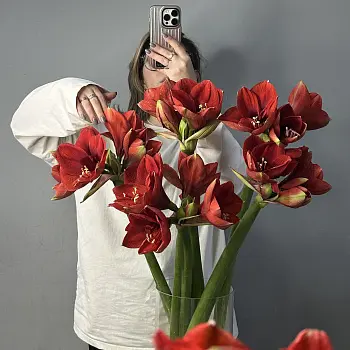 Букет из 5 амариллисов