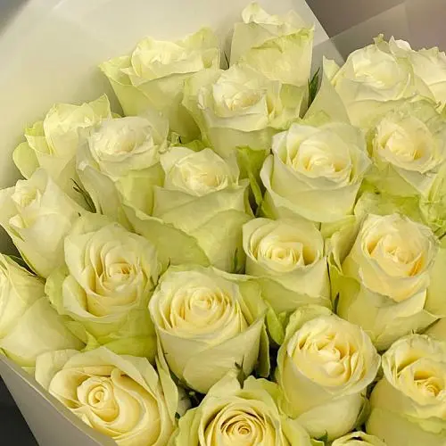 Букет из 101 белой розы 50см (Кения)