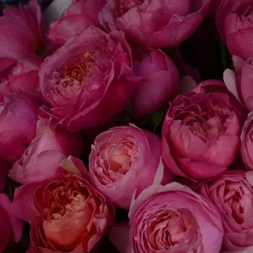 Букет из 5 кустовых пионовидных роз Juliet Cerise