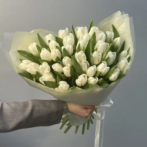 Букет из 35 белых тюльпанов