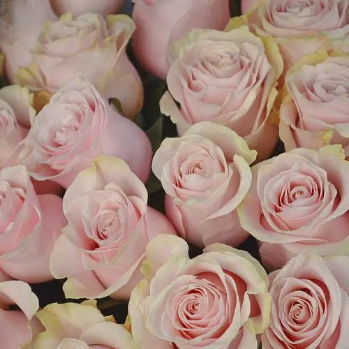 Букет из 51 розы Pink Mondial 60см