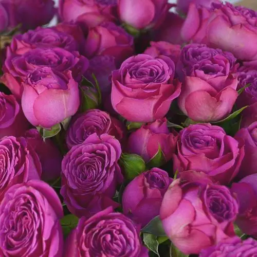 Букет из 15 кустовых пионовидных роз Classic Sensation