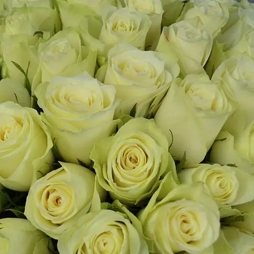 Букет из 51 белой розы 40см (Кения)