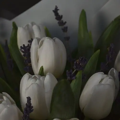 Букет из 15 белых тюльпанов и лаванды