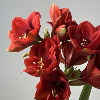 Букет из 5 амариллисов