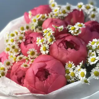 Букет из 11 пионов Coral Sunset и матрикарии