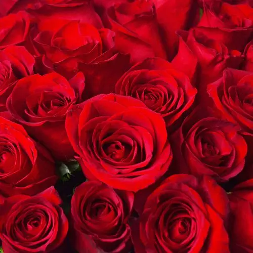 Цветочная композиция из 35 красных роз и сладостей