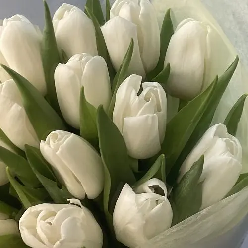 Букет из 9 белых тюльпанов