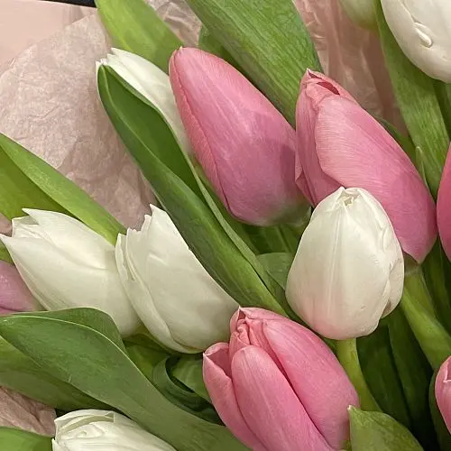 Букет из 15 розовых и белых тюльпанов (микс)