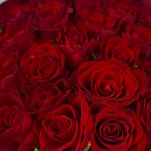 Букет в шляпной коробке из 75 красных роз (Кения)