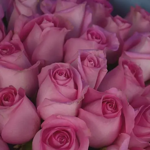 Букет из 25 нежно-розовых роз 50см (Кения)