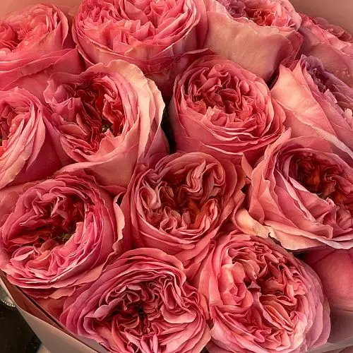 Букет пионовидных роз Pink Expression S