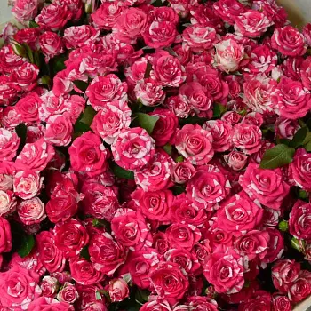 Букет из 51 кустовой розы Fireworks