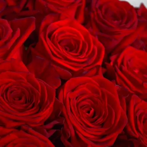 Букет из 101 красной розы 60см (Россия)